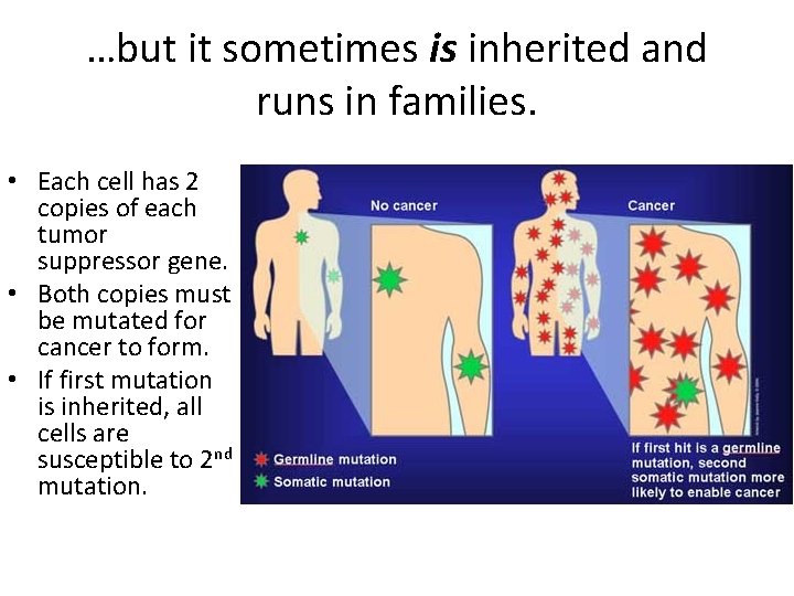 …but it sometimes is inherited and runs in families. • Each cell has 2