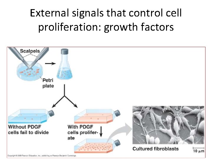 External signals that control cell proliferation: growth factors 