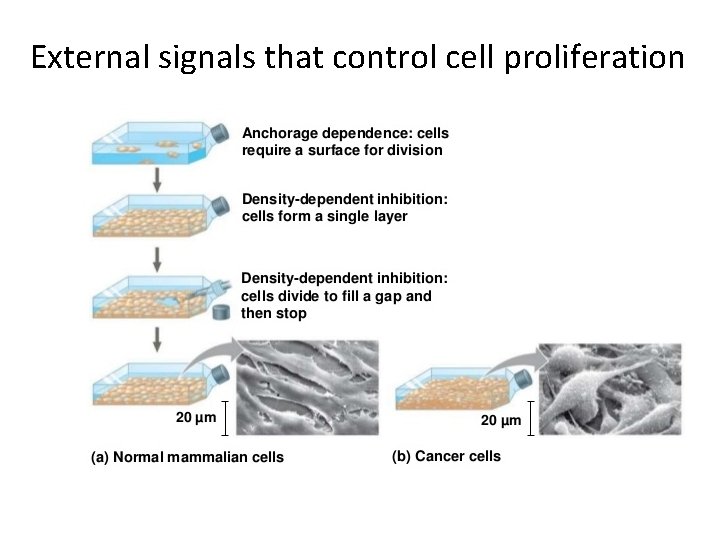 External signals that control cell proliferation 