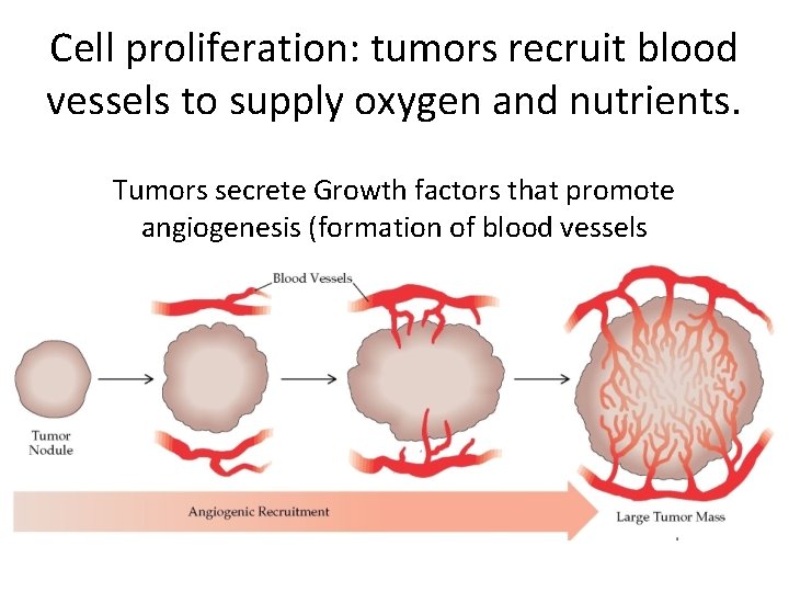 Cell proliferation: tumors recruit blood vessels to supply oxygen and nutrients. Tumors secrete Growth