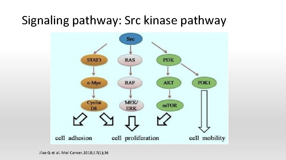 Signaling pathway: Src kinase pathway Jiao Q et al. Mol Cancer. 2018; 17(1); 36