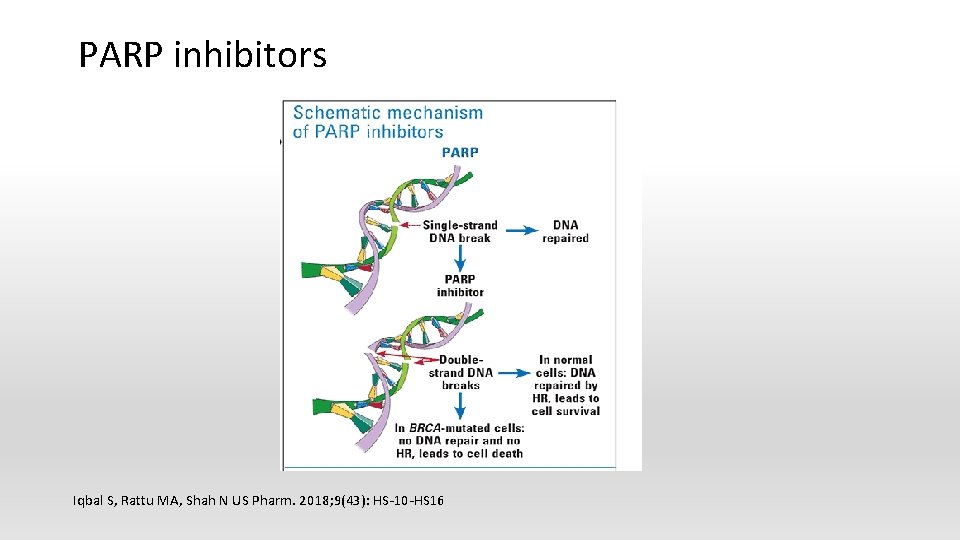 PARP inhibitors Iqbal S, Rattu MA, Shah N US Pharm. 2018; 9(43): HS-10 -HS