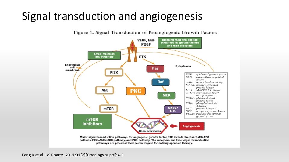 Signal transduction and angiogenesis Feng X et al. US Pharm. 2015; 35(7)(Oncology suppl): 4