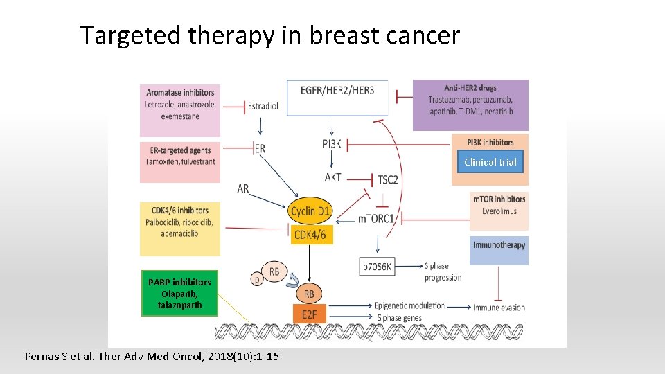 Targeted therapy in breast cancer Clinical trial PARP inhibitors Olaparib, talazoparib Pernas S et