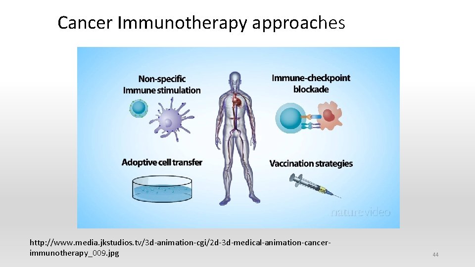 Cancer Immunotherapy approaches http: //www. media. jkstudios. tv/3 d-animation-cgi/2 d-3 d-medical-animation-cancerimmunotherapy_009. jpg 44 