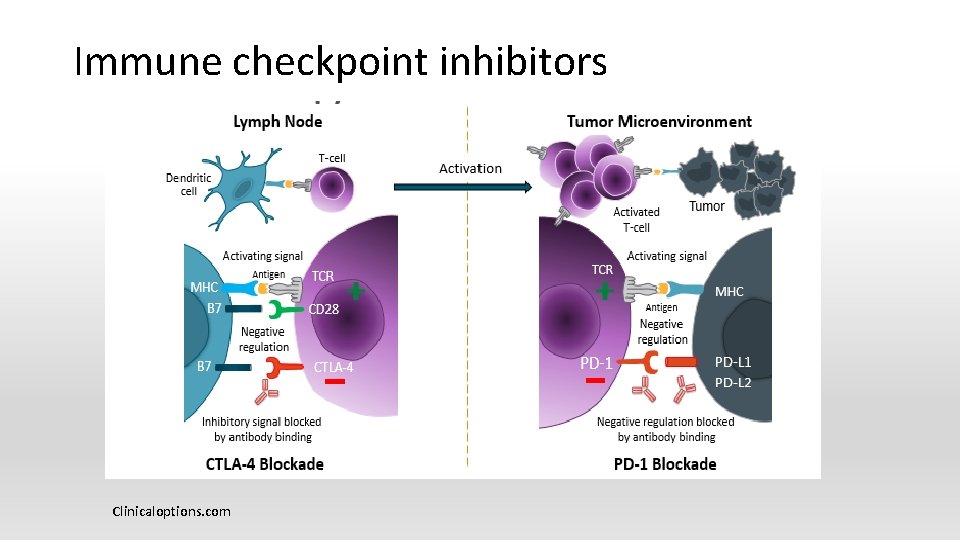 Immune checkpoint inhibitors Clinicaloptions. com 