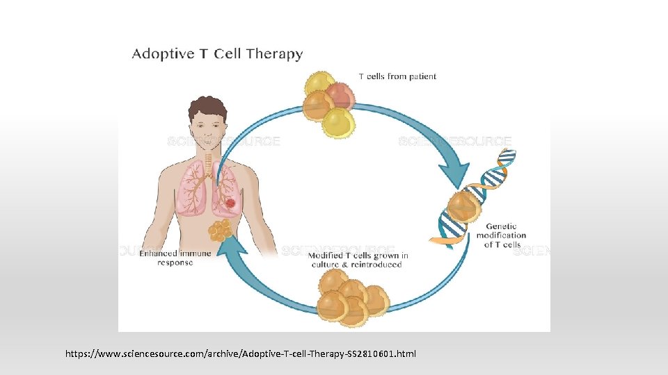 https: //www. sciencesource. com/archive/Adoptive-T-cell-Therapy-SS 2810601. html 