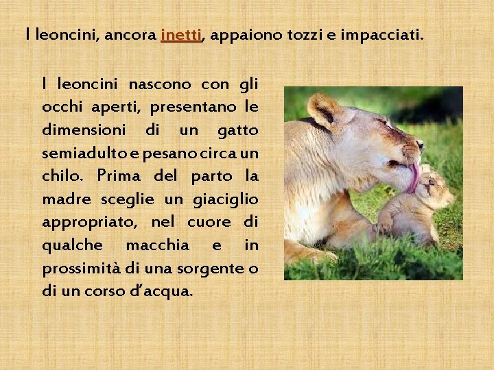 I leoncini, ancora inetti, inetti appaiono tozzi e impacciati. I leoncini nascono con gli