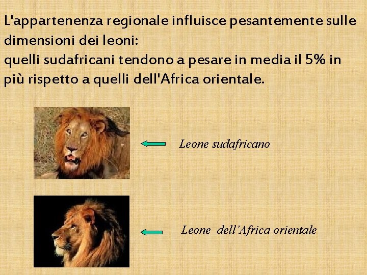 L'appartenenza regionale influisce pesantemente sulle dimensioni dei leoni: quelli sudafricani tendono a pesare in