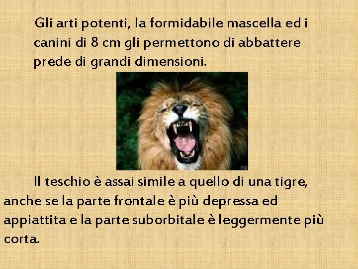 Gli arti potenti, la formidabile mascella ed i canini di 8 cm gli permettono