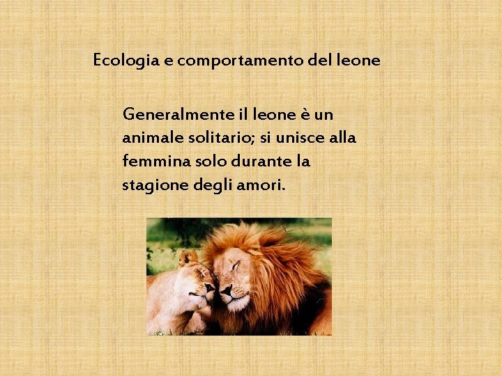 Ecologia e comportamento del leone Generalmente il leone è un animale solitario; si unisce