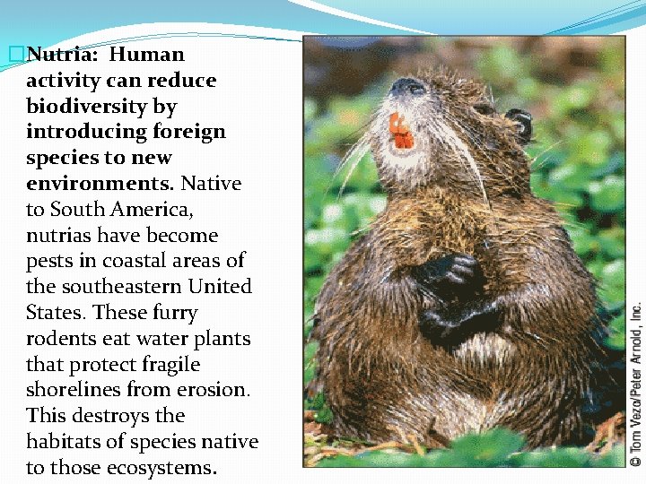 �Nutria: Human activity can reduce biodiversity by introducing foreign species to new environments. Native