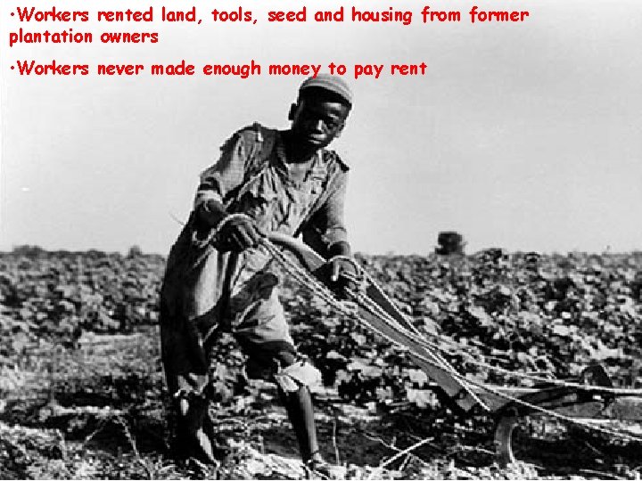  • Workers rented land, tools, seed and housing from former plantation owners •