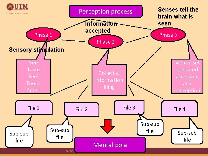 Perception process Phase 1 Information accepted Senses tell the brain what is seen Phase
