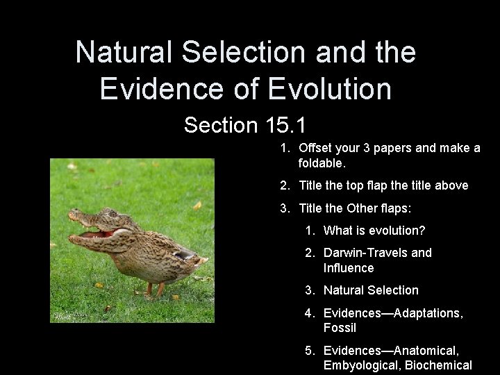 Natural Selection and the Evidence of Evolution Section