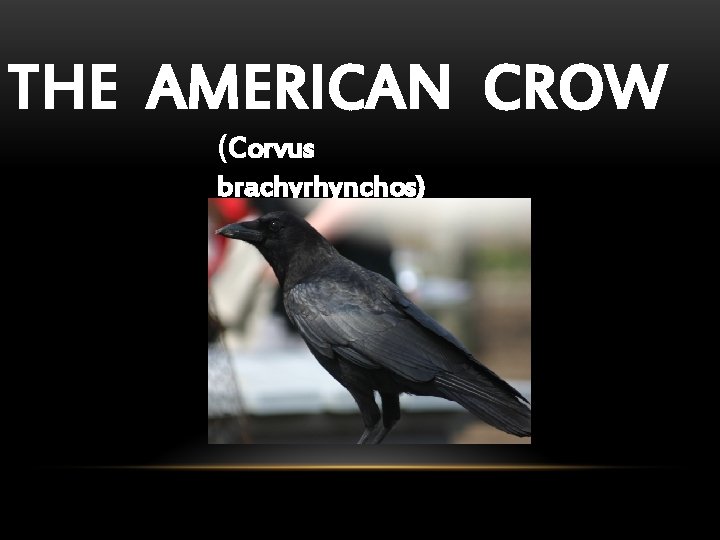 THE AMERICAN CROW (Corvus brachyrhynchos) 
