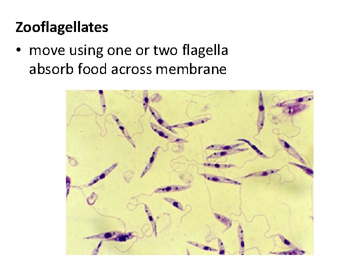 Zooflagellates • move using one or two flagella absorb food across membrane 