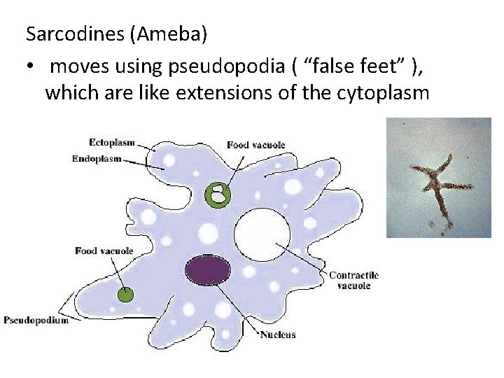 Sarcodines (Ameba) • moves using pseudopodia ( “false feet” ), which are like extensions