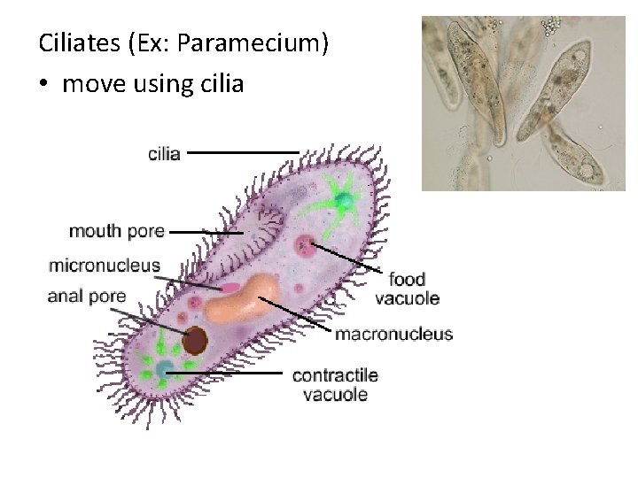 Ciliates (Ex: Paramecium) • move using cilia 
