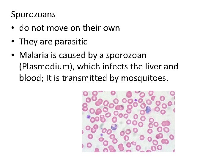 Sporozoans • do not move on their own • They are parasitic • Malaria