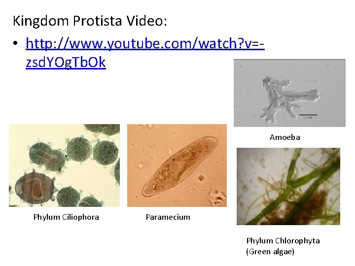 Kingdom Protista Video: • http: //www. youtube. com/watch? v=zsd. YOg. Tb. Ok Amoeba Phylum