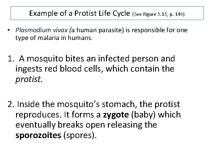 Example of a Protist Life Cycle (See Figure 5. 15, p. 146) • Plasmodium