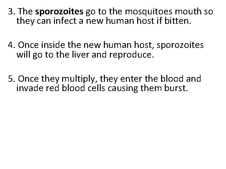 3. The sporozoites go to the mosquitoes mouth so they can infect a new