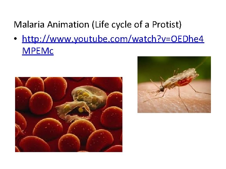 Malaria Animation (Life cycle of a Protist) • http: //www. youtube. com/watch? v=OEDhe 4