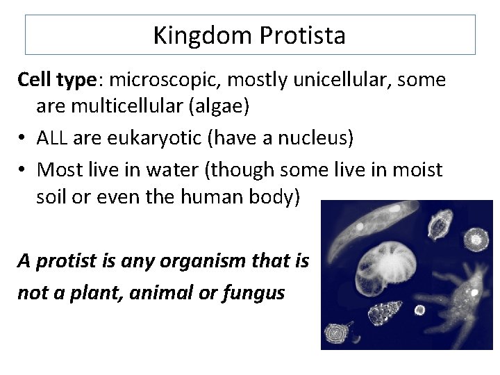 Kingdom Protista Cell type: microscopic, mostly unicellular, some are multicellular (algae) • ALL are