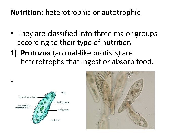 Nutrition: heterotrophic or autotrophic • They are classified into three major groups according to