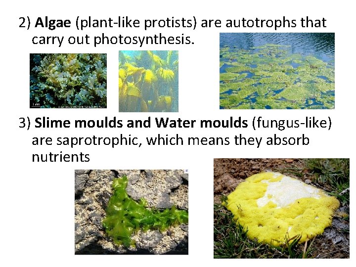 2) Algae (plant-like protists) are autotrophs that carry out photosynthesis. 3) Slime moulds and