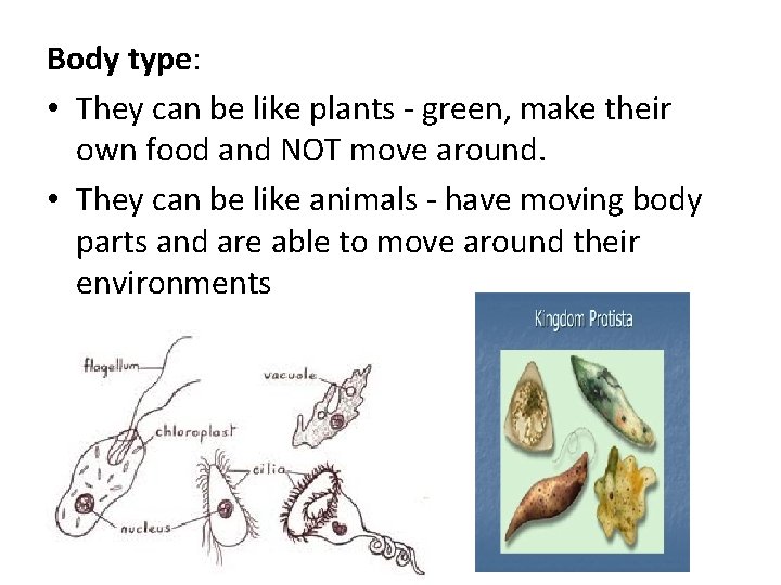 Body type: • They can be like plants - green, make their own food