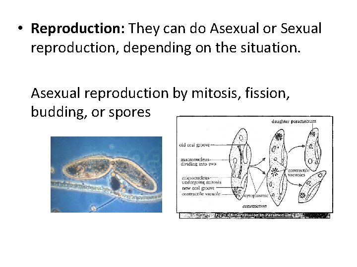  • Reproduction: They can do Asexual or Sexual reproduction, depending on the situation.