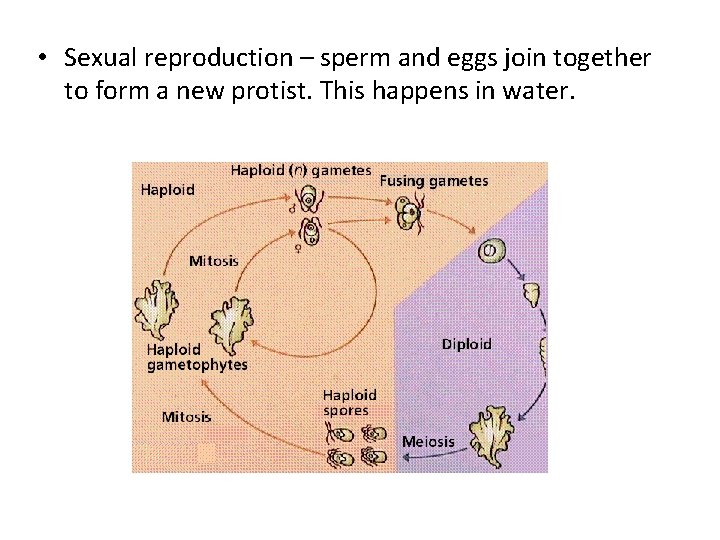  • Sexual reproduction – sperm and eggs join together to form a new