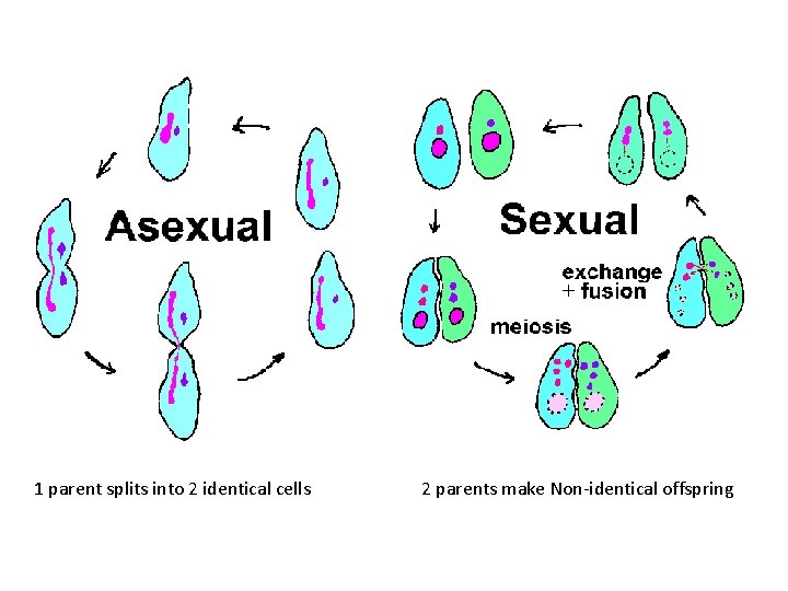 1 parent splits into 2 identical cells 2 parents make Non-identical offspring 