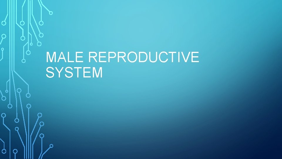 MALE REPRODUCTIVE SYSTEM 