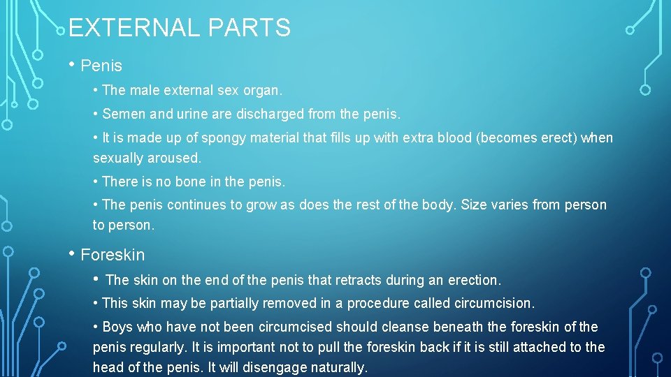 EXTERNAL PARTS • Penis • The male external sex organ. • Semen and urine