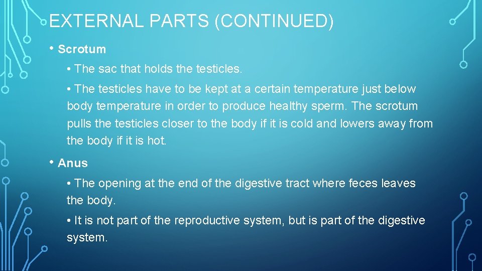EXTERNAL PARTS (CONTINUED) • Scrotum • The sac that holds the testicles. • The
