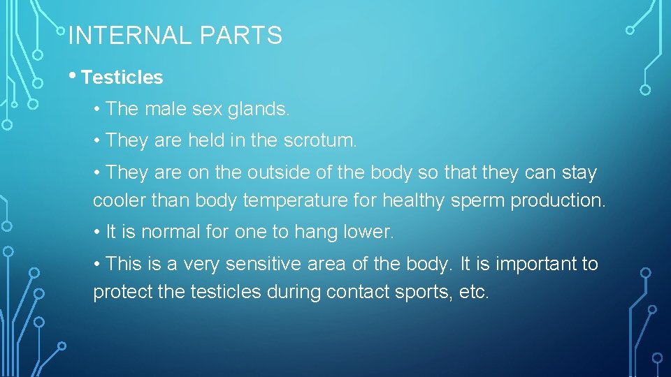 INTERNAL PARTS • Testicles • The male sex glands. • They are held in