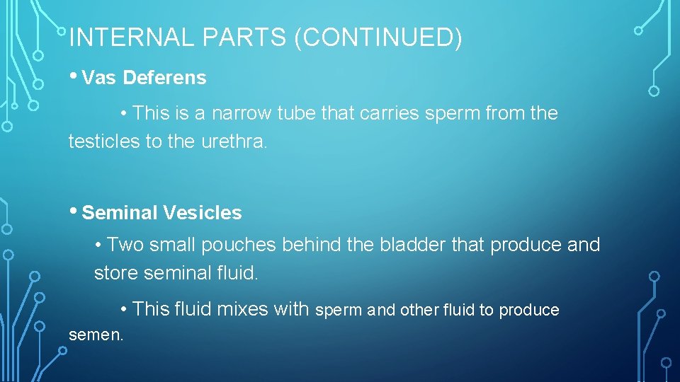 INTERNAL PARTS (CONTINUED) • Vas Deferens • This is a narrow tube that carries