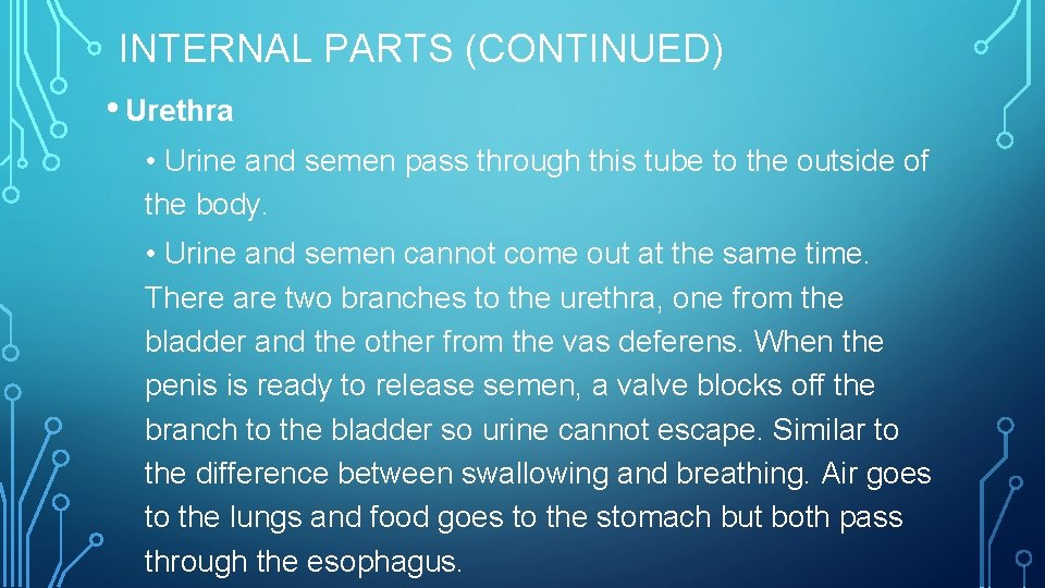 INTERNAL PARTS (CONTINUED) • Urethra • Urine and semen pass through this tube to