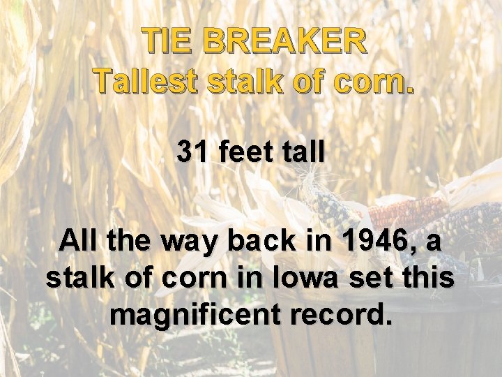 TIE BREAKER Tallest stalk of corn. 31 feet tall All the way back in