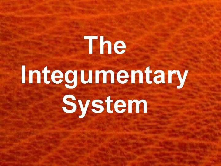 The Integumentary System 