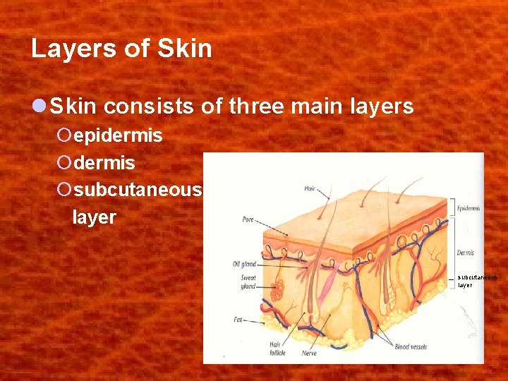 Layers of Skin l Skin consists of three main layers ¡epidermis ¡subcutaneous layer 