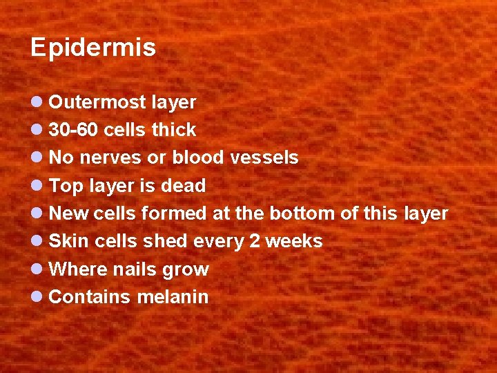 Epidermis l Outermost layer l 30 -60 cells thick l No nerves or blood