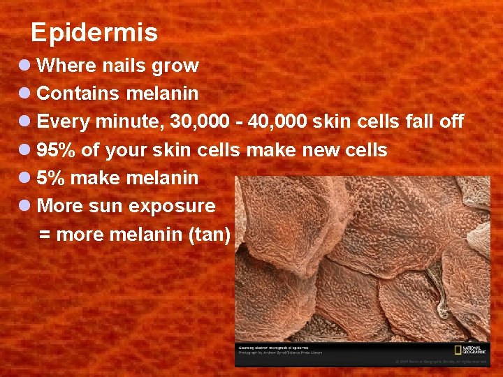 Epidermis l Where nails grow l Contains melanin l Every minute, 30, 000 -
