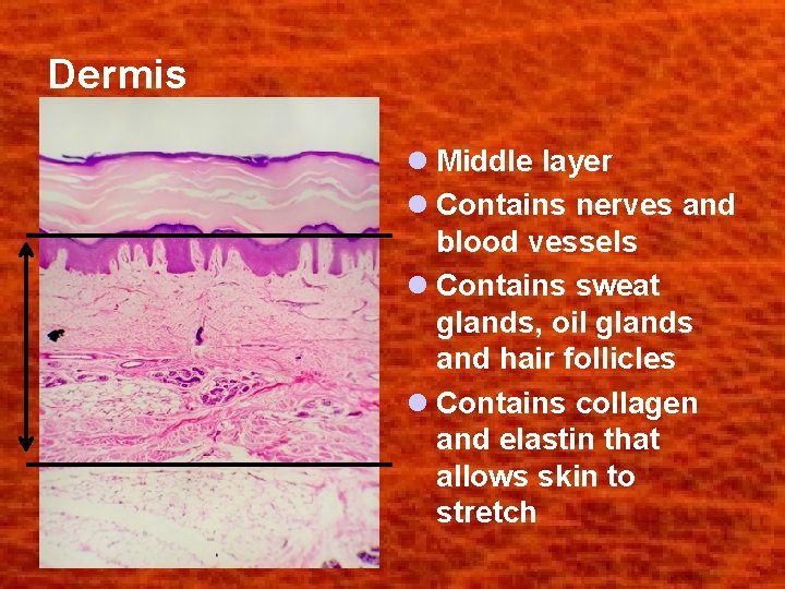 Dermis l Middle layer l Contains nerves and blood vessels l Contains sweat glands,