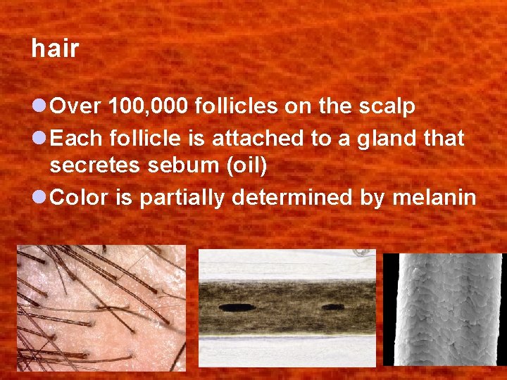 hair l Over 100, 000 follicles on the scalp l Each follicle is attached