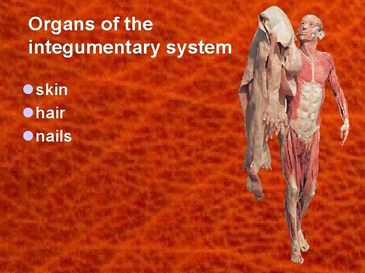 Organs of the integumentary system l skin l hair l nails 