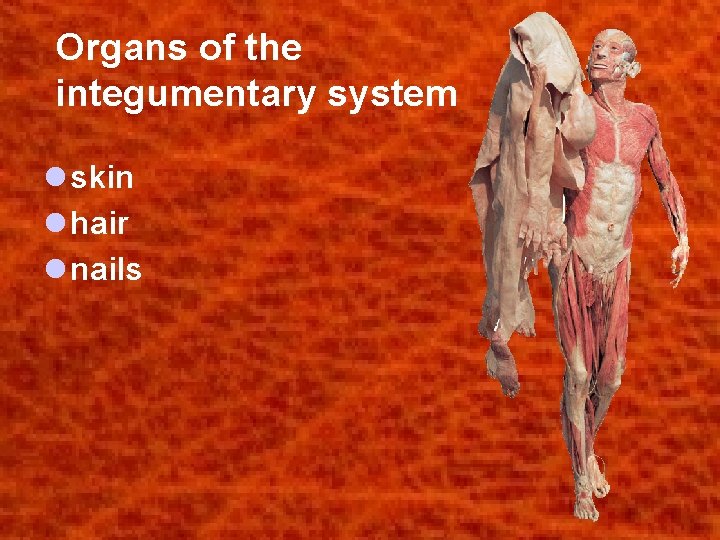 Organs of the integumentary system l skin l hair l nails 